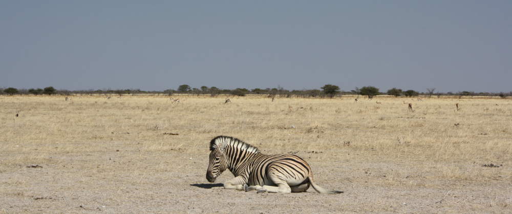 Zugreise Afrika - Etosha-Nationalpark - African Explorer und Rovos Rail