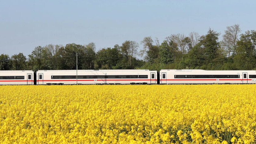 ICE 4 - Deutsche Bahn - Sommer - Rapsfeld bei Minden
